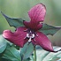Red Trillium