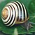 Mollusks and Snails