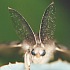 Tussock Moth