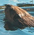 Beaver